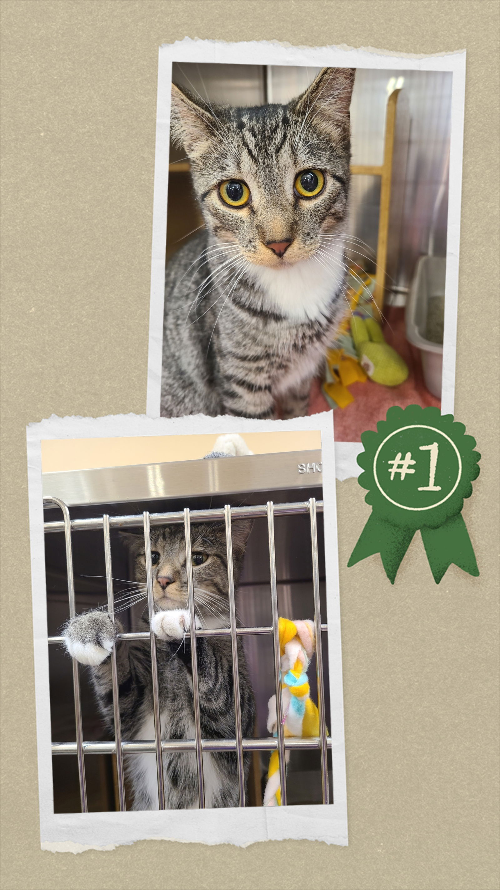 Ray-Gun  Domestic Short Hair (short coat) Female