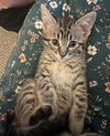 adoptable Cat in , IL named Cannoli
