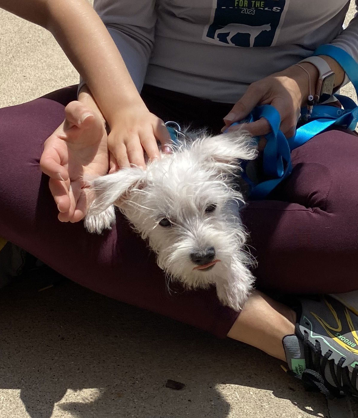 Oboe Small Maltese / Mixed (medium coat) Female