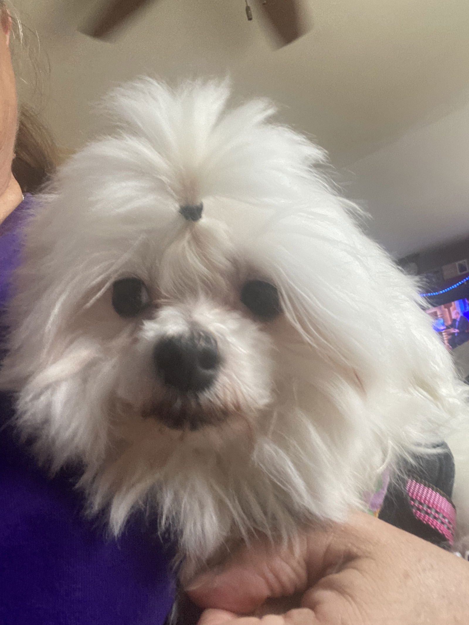 Bongo Small Maltese (long coat) Female