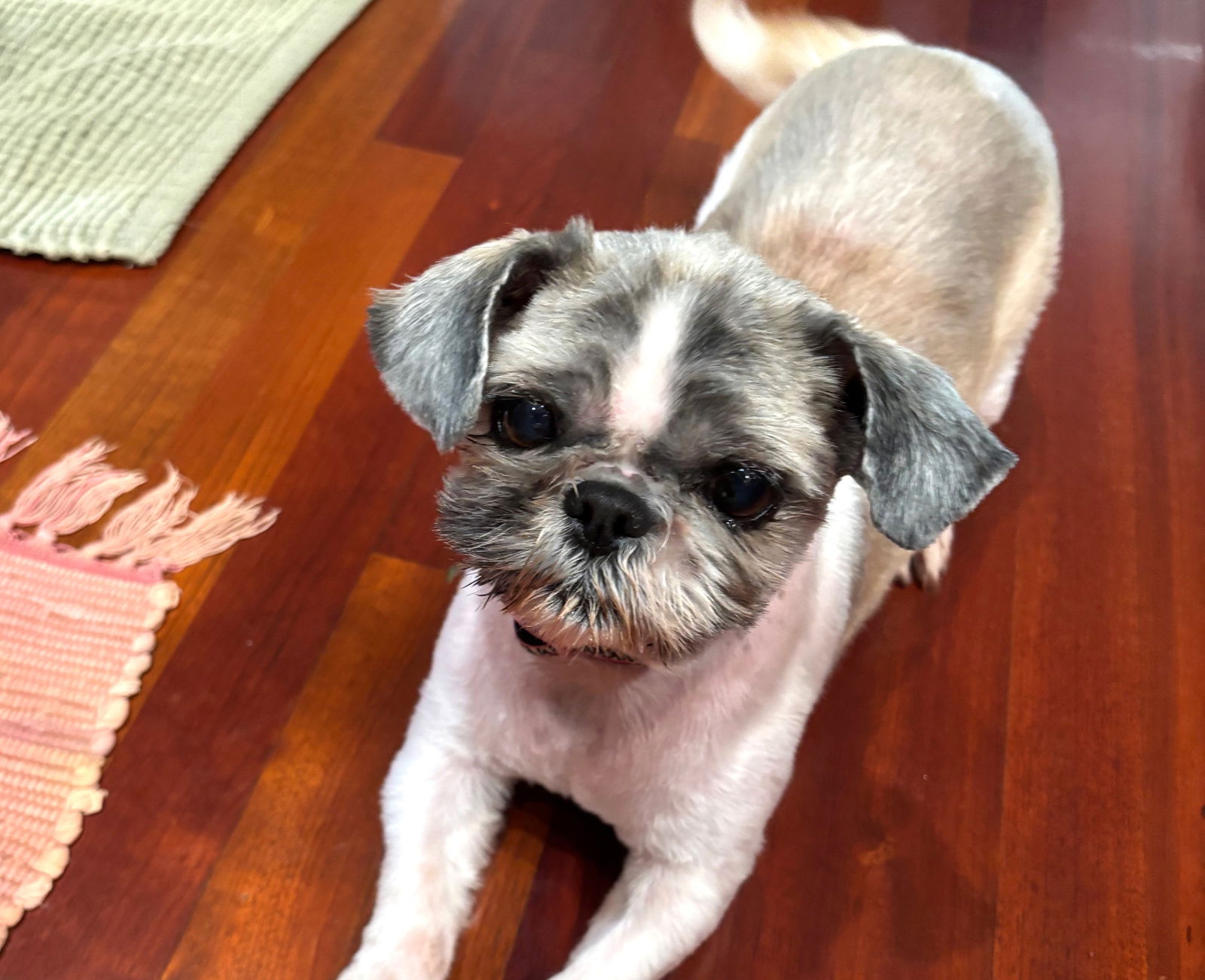 Luna Small Shih Tzu (long coat) Female