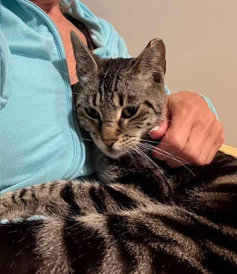 Abbie  Domestic Short Hair (short coat) Female