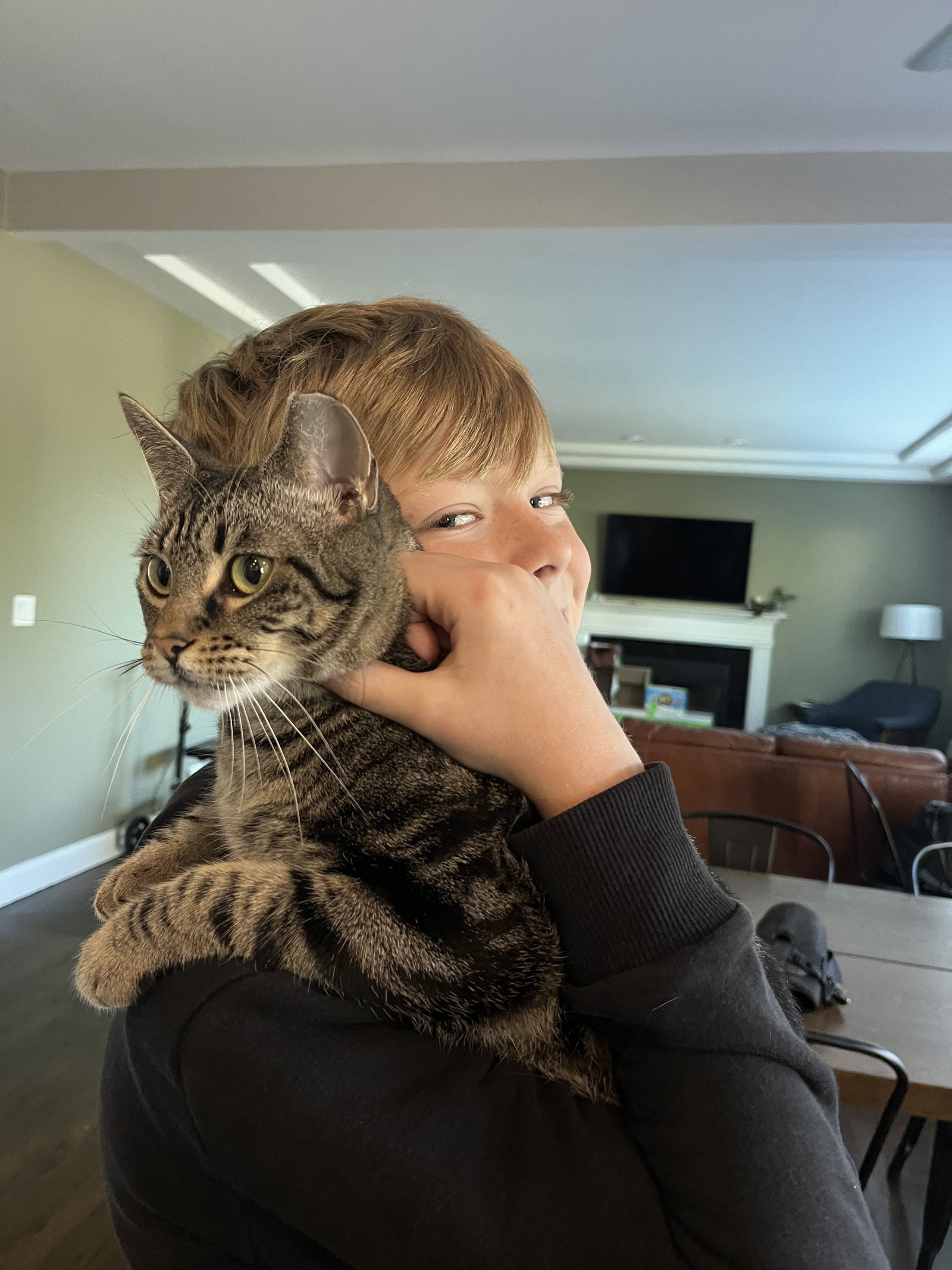 Abbie  Domestic Short Hair (short coat) Female