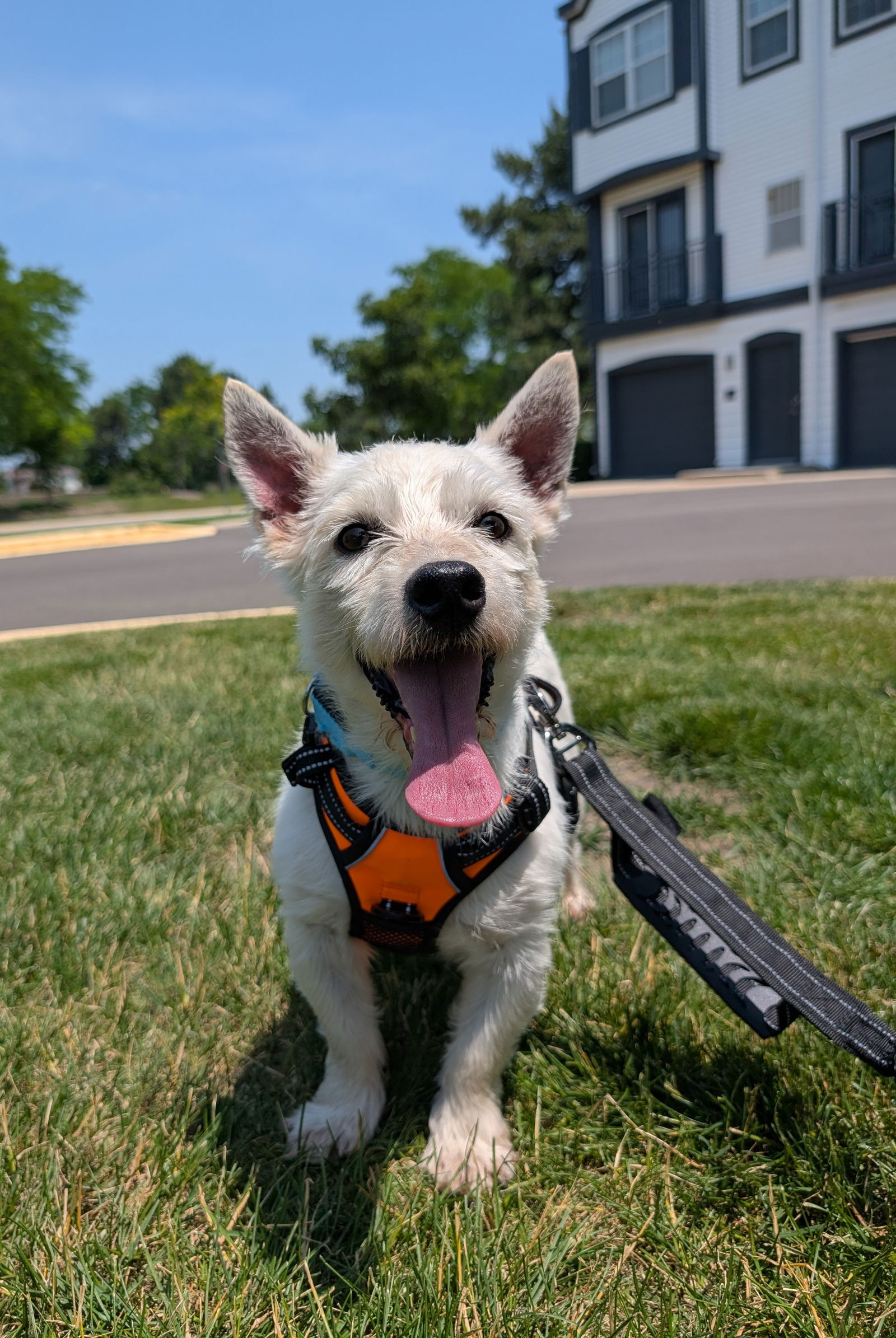 Wasabi Small West Highland White Terrier Westie (medium coat) Male