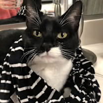 Zoey  Domestic Short Hair (short coat) Female