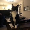 Zoey