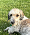 adoptable Dog in  named Parker