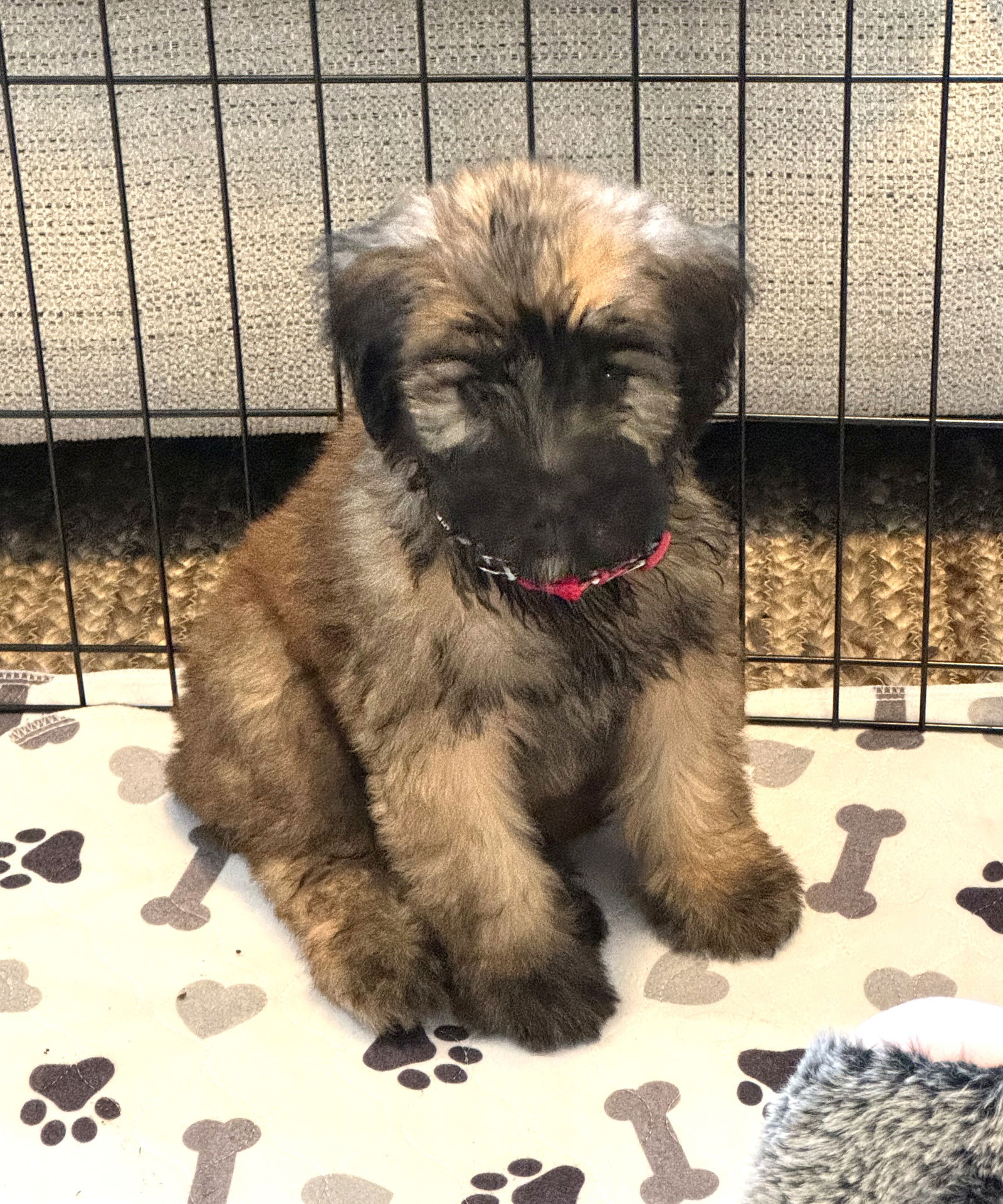Emmett Medium Soft-Coated Wheaten Terrier (medium coat) Male
