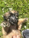 Emmett