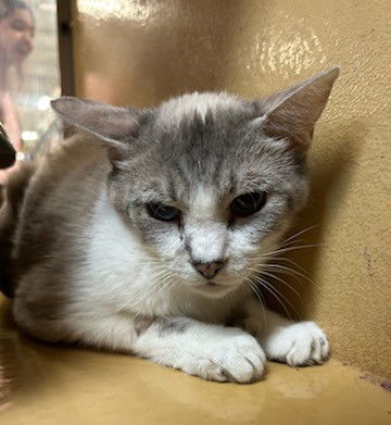 Petunia  Domestic Short Hair / Siamese (short coat) Female