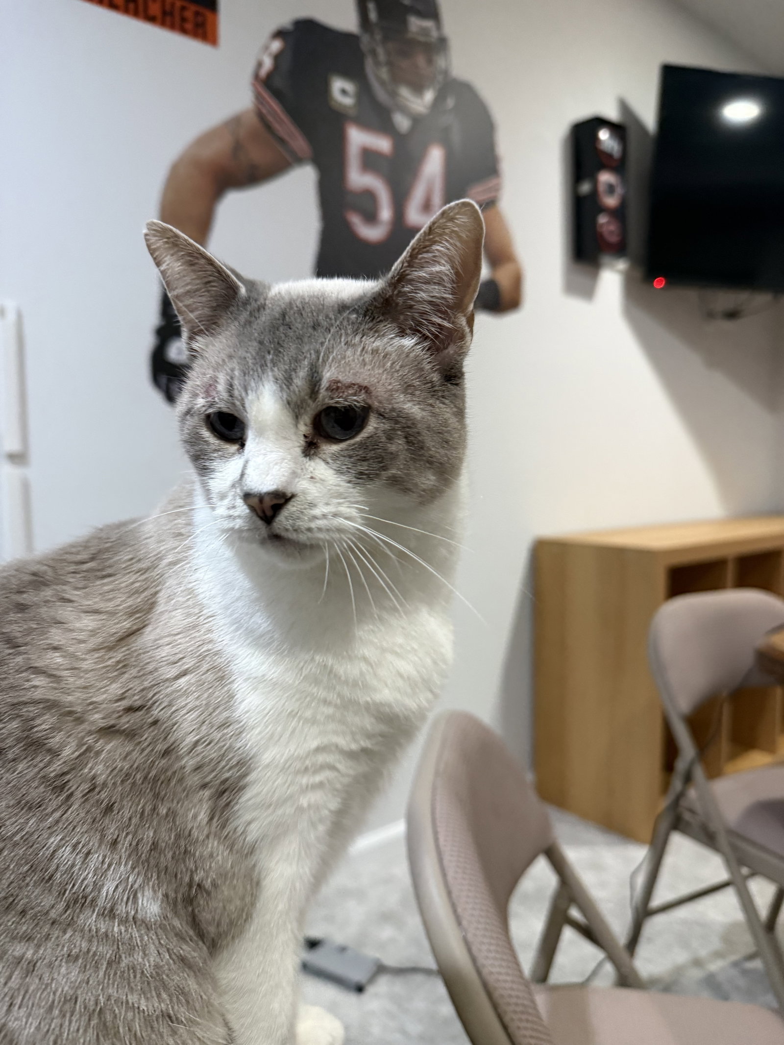Petunia  Domestic Short Hair / Siamese (short coat) Female