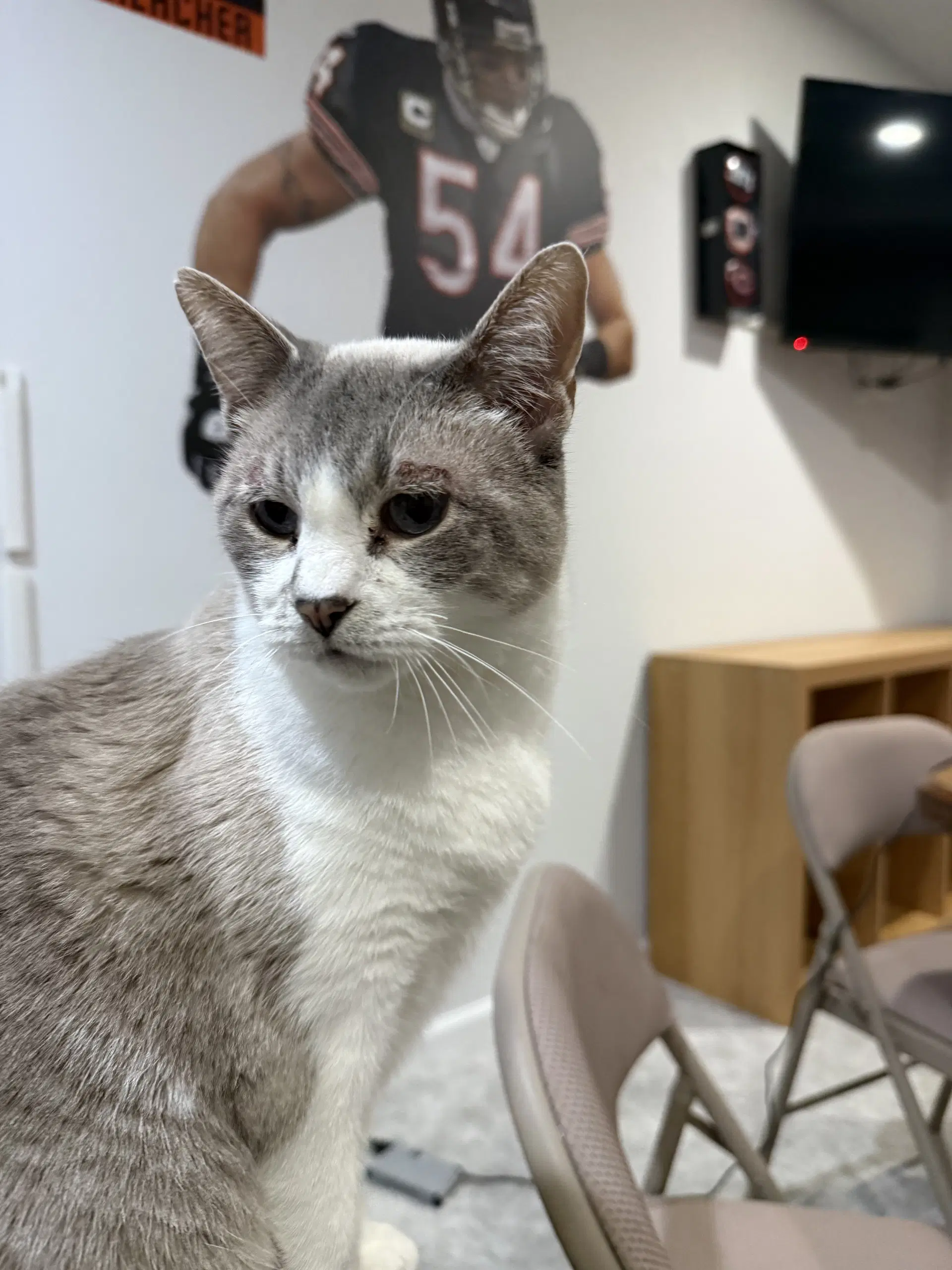 Petunia - Domestic Short Hair