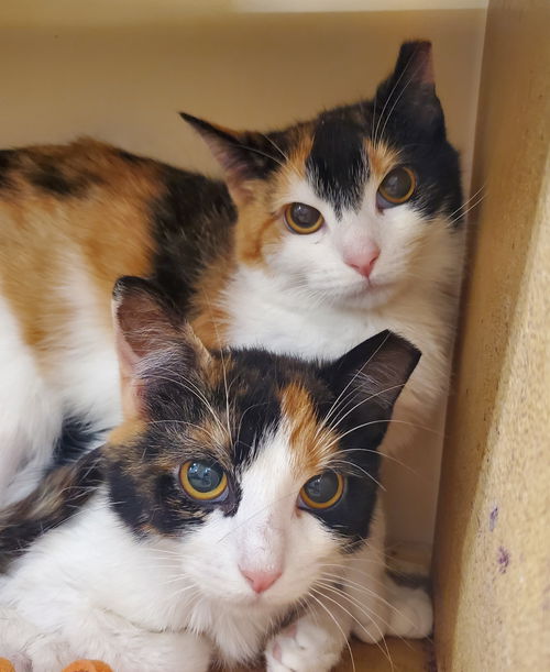 Mai & Mochi (bonded pair)