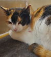 Mai & Mochi (bonded pair)