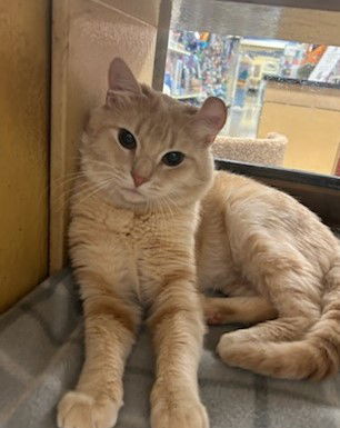 Oliver  Domestic Short Hair / Siamese (short coat) Male