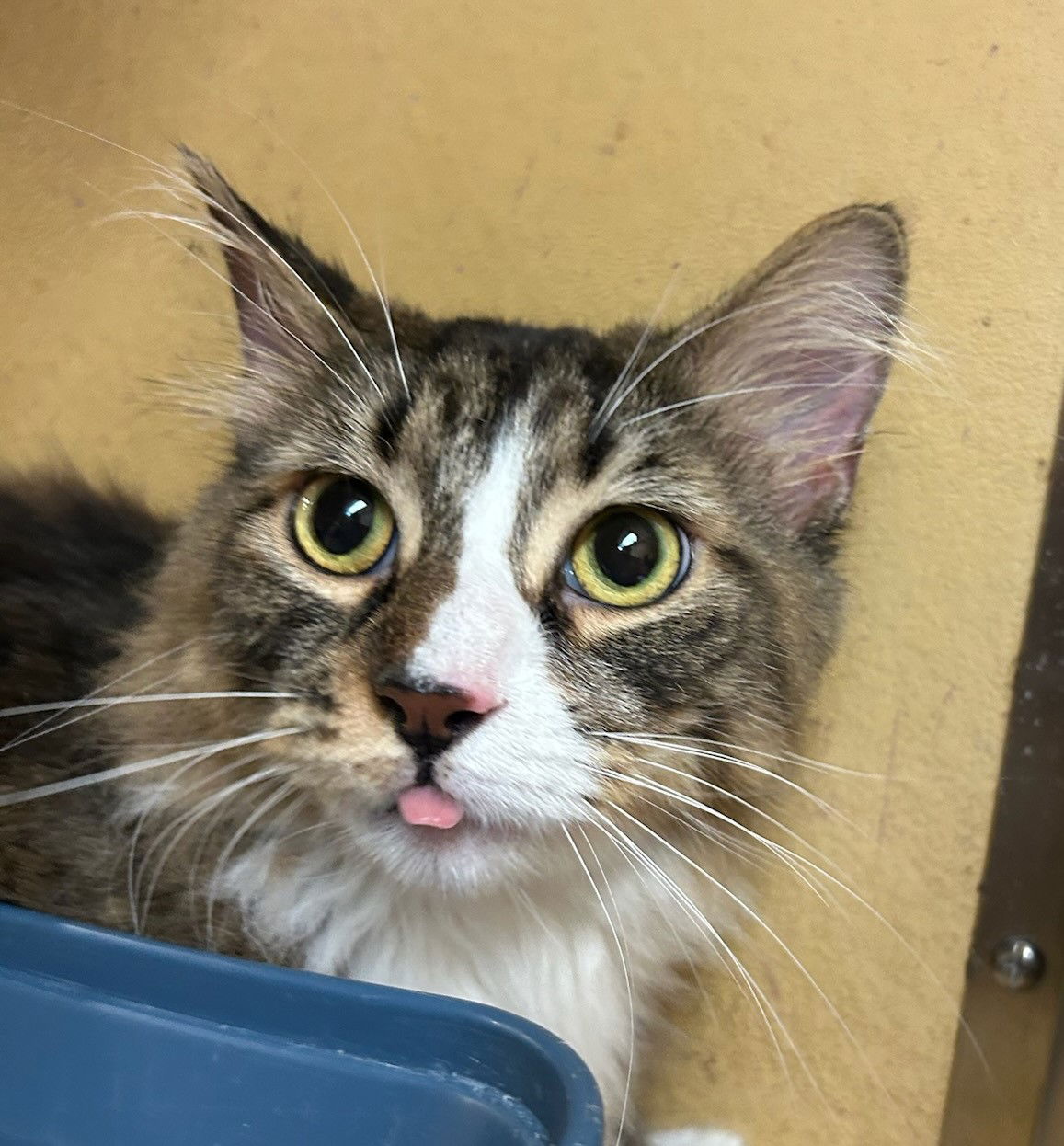 Wilma  Domestic Long Hair (long coat) Female