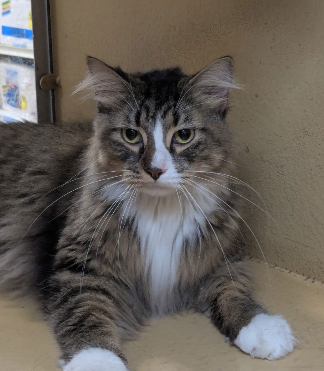Wilma  Domestic Long Hair (long coat) Female