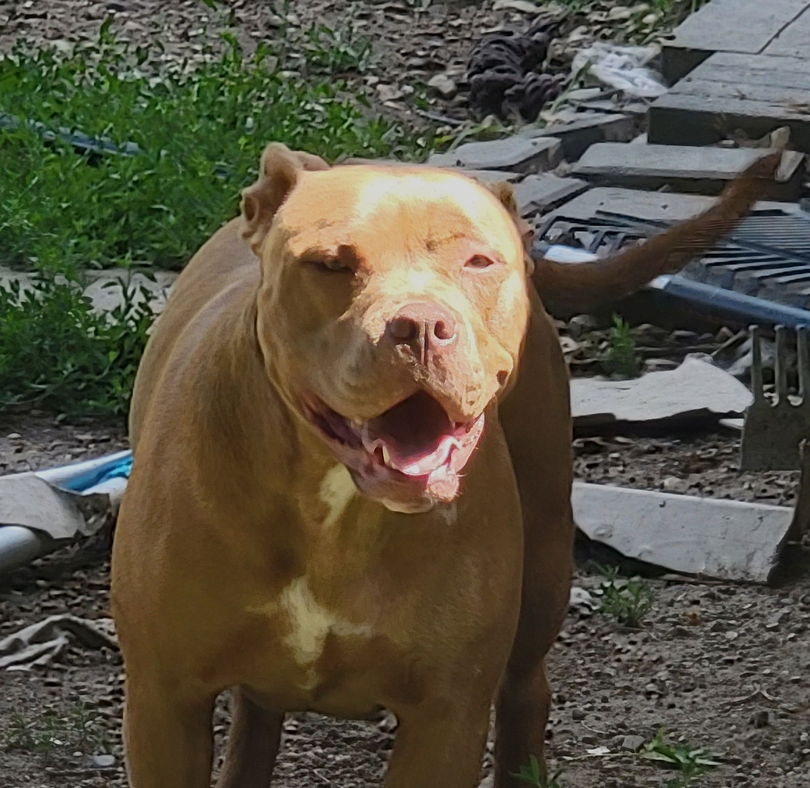 Maxine Large Cane Corso Mastiff / Mixed (short coat) Female