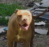adoptable Dog in  named Maxine