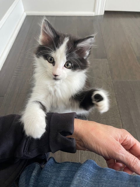 Sushi  Domestic Long Hair (long coat) Female