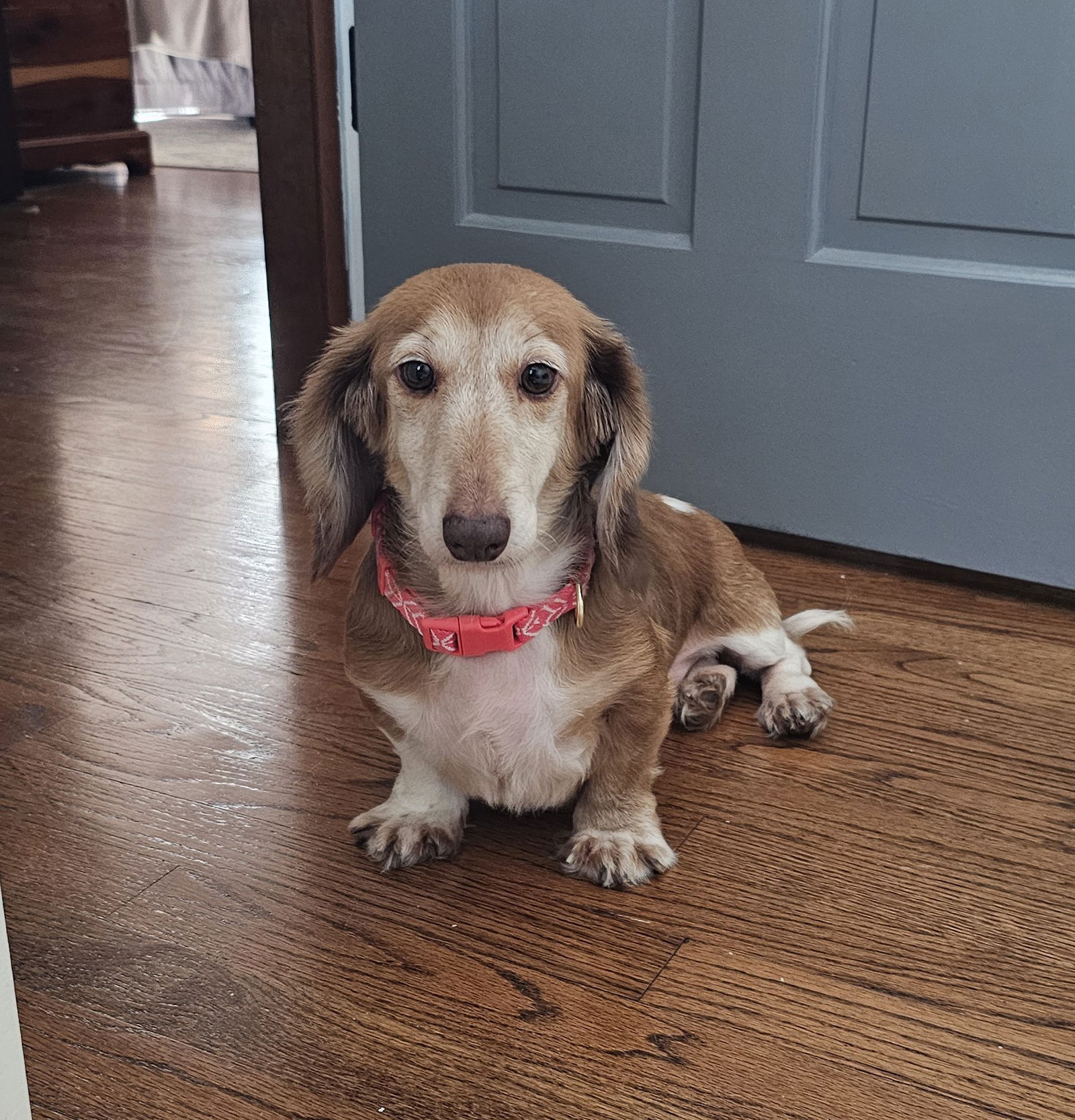 Millie Small Dachshund (medium coat) Female