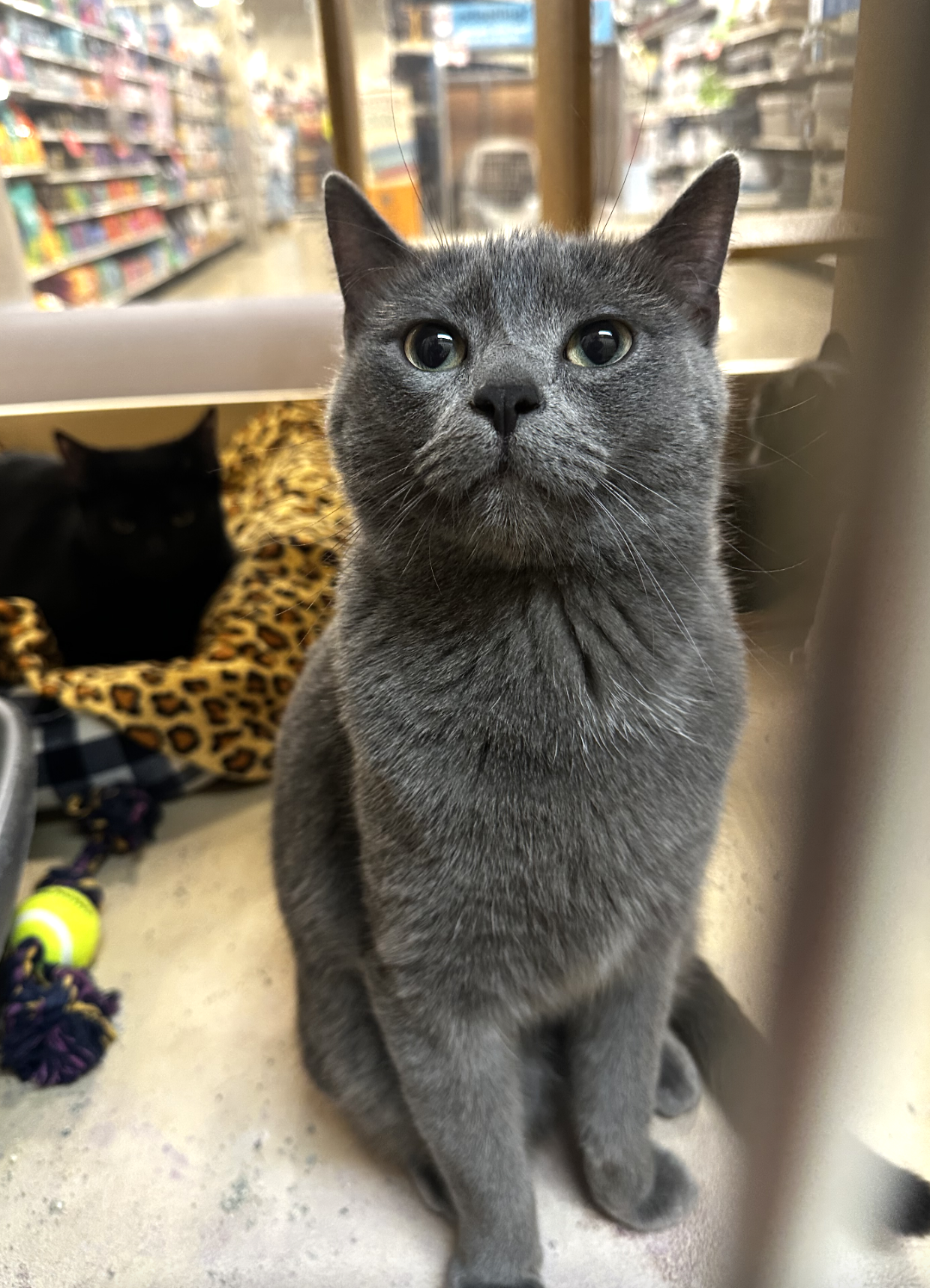 Cracker Jack  Domestic Short Hair (short coat) Male