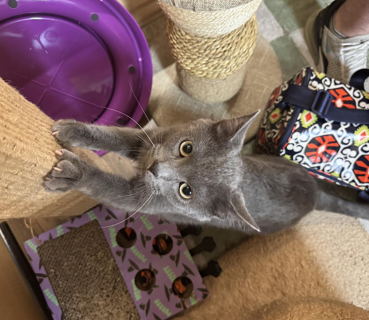 Pretzel  Domestic Short Hair (short coat) Male