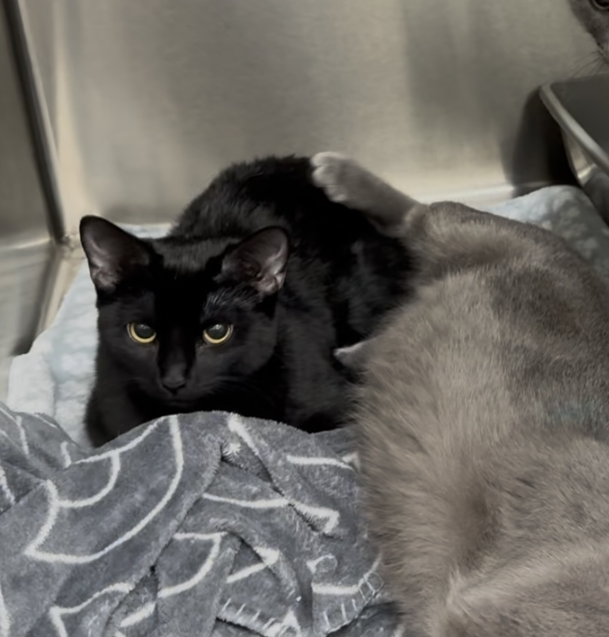 Sunflower Seed  Domestic Short Hair (short coat) Male