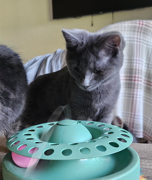 COLD BREW - Domestic Short Hair available for adoption