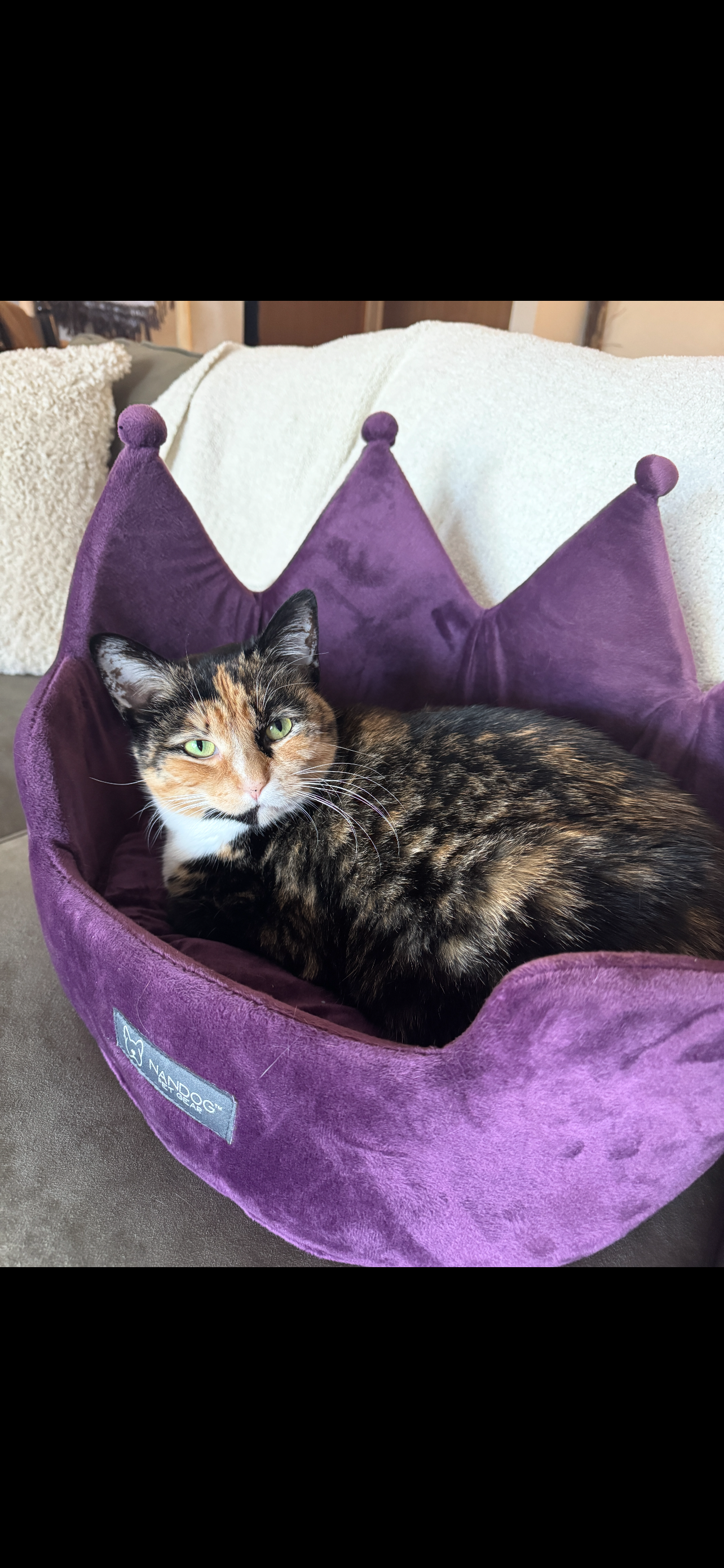 Pepper  Domestic Short Hair (short coat) Female