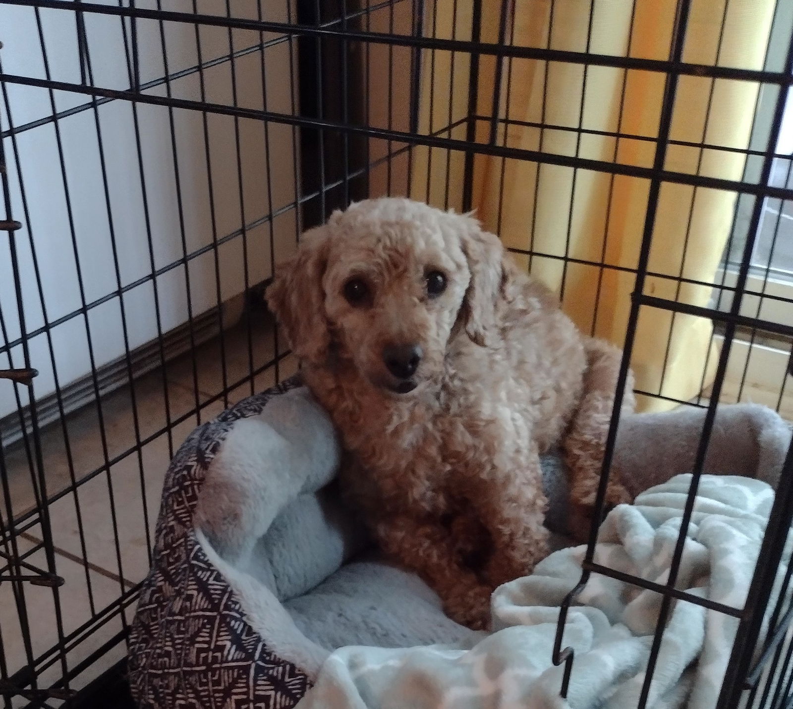 Charlie Small Poodle (Miniature) (medium coat) Male