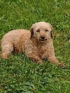 Charlie