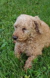 Charlie