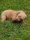 Charlie