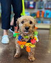 adoptable Dog in , IL named Charlie