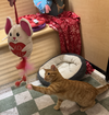 Max and Nacho *Bonded Pair*