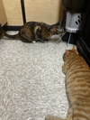 Max and Nacho *Bonded Pair*
