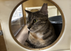 adoptable Cat in , IL named Max and Nacho *Bonded Pair*