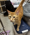 Max and Nacho *Bonded Pair*