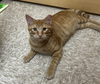 Max and Nacho *Bonded Pair*