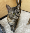 Max and Nacho *Bonded Pair*