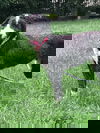 Gema