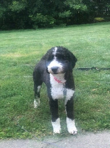 Gema Large Bernese Mountain Dog / Poodle (Standard) (medium coat) Female