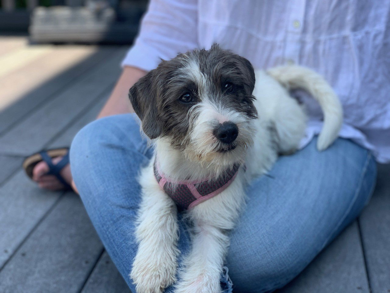 Prim Medium Terrier / Mixed (medium coat) Female