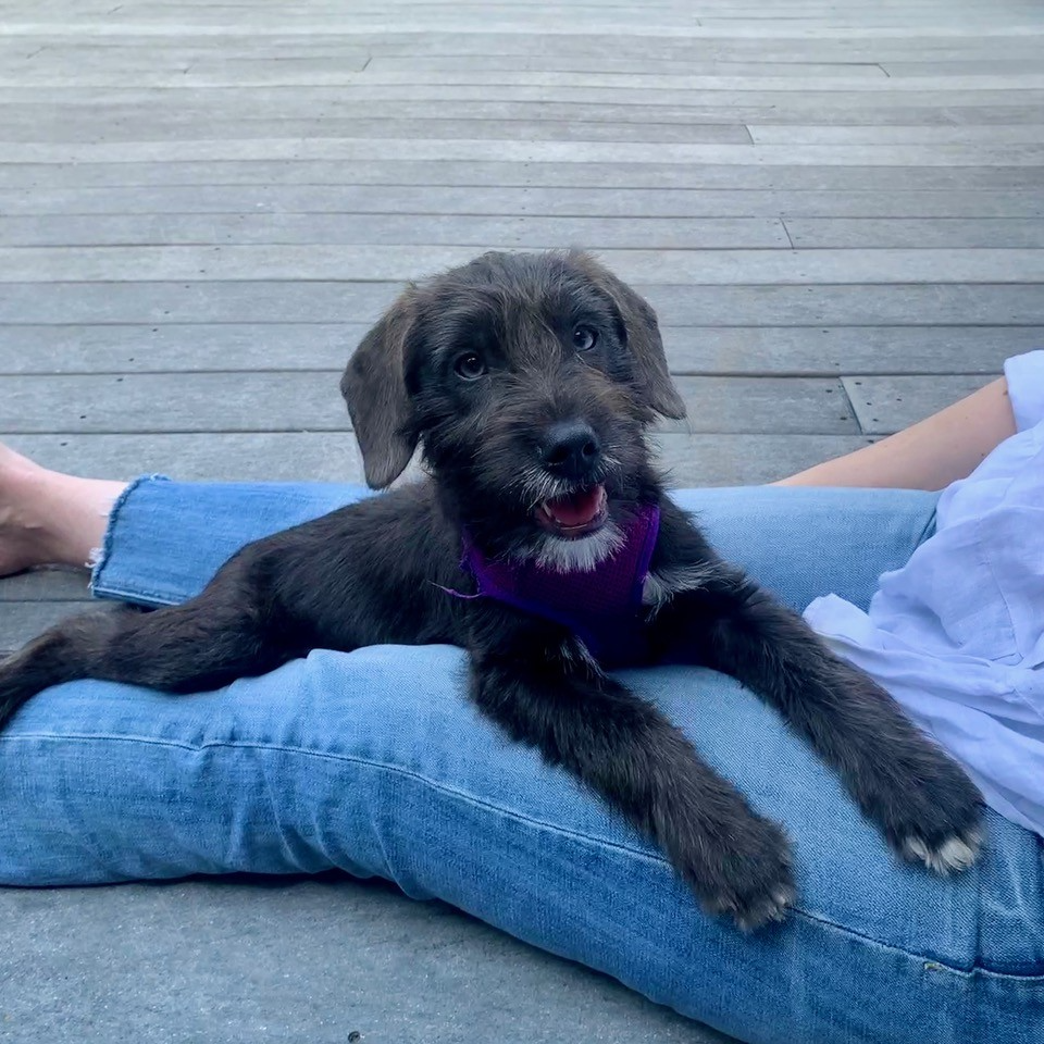 Katniss Medium Terrier / Mixed (medium coat) Female