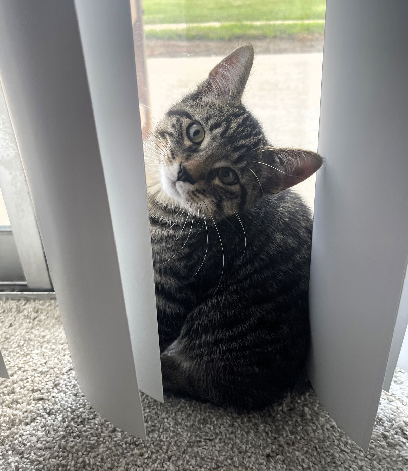 Odin  Domestic Short Hair (short coat) Male
