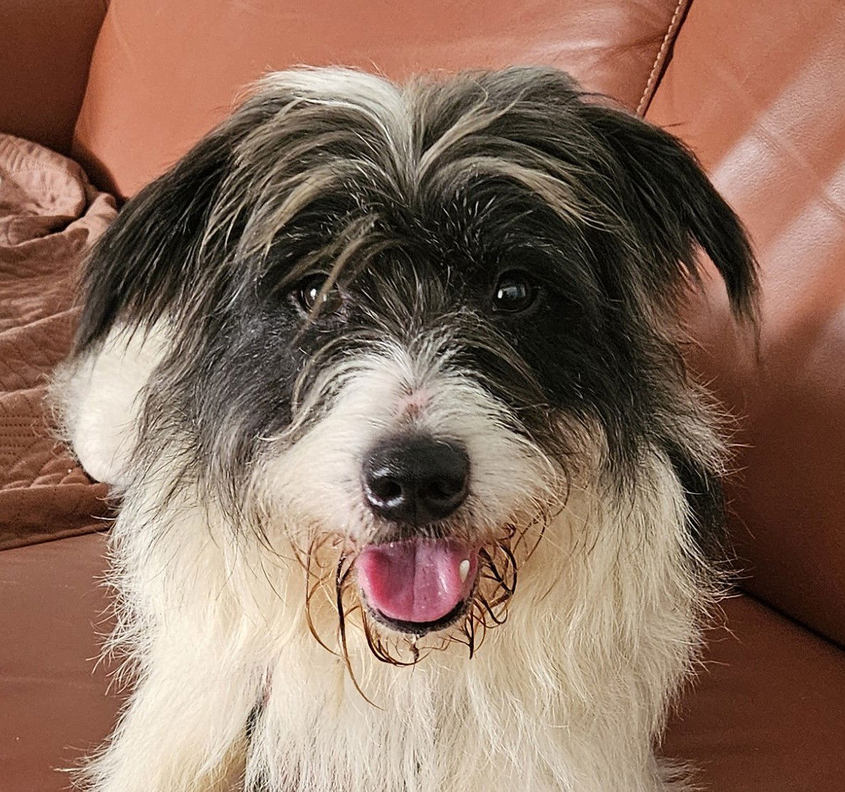 Meatball Medium Terrier / Mixed (long coat) Male