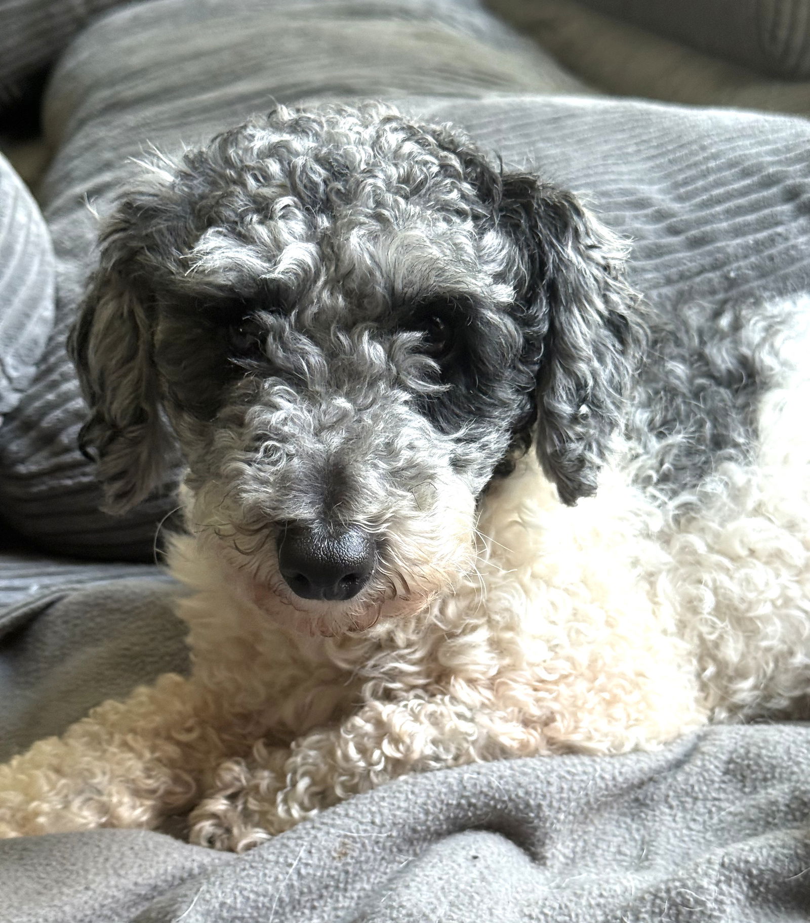 Winston Small Poodle (Miniature) (medium coat) Male