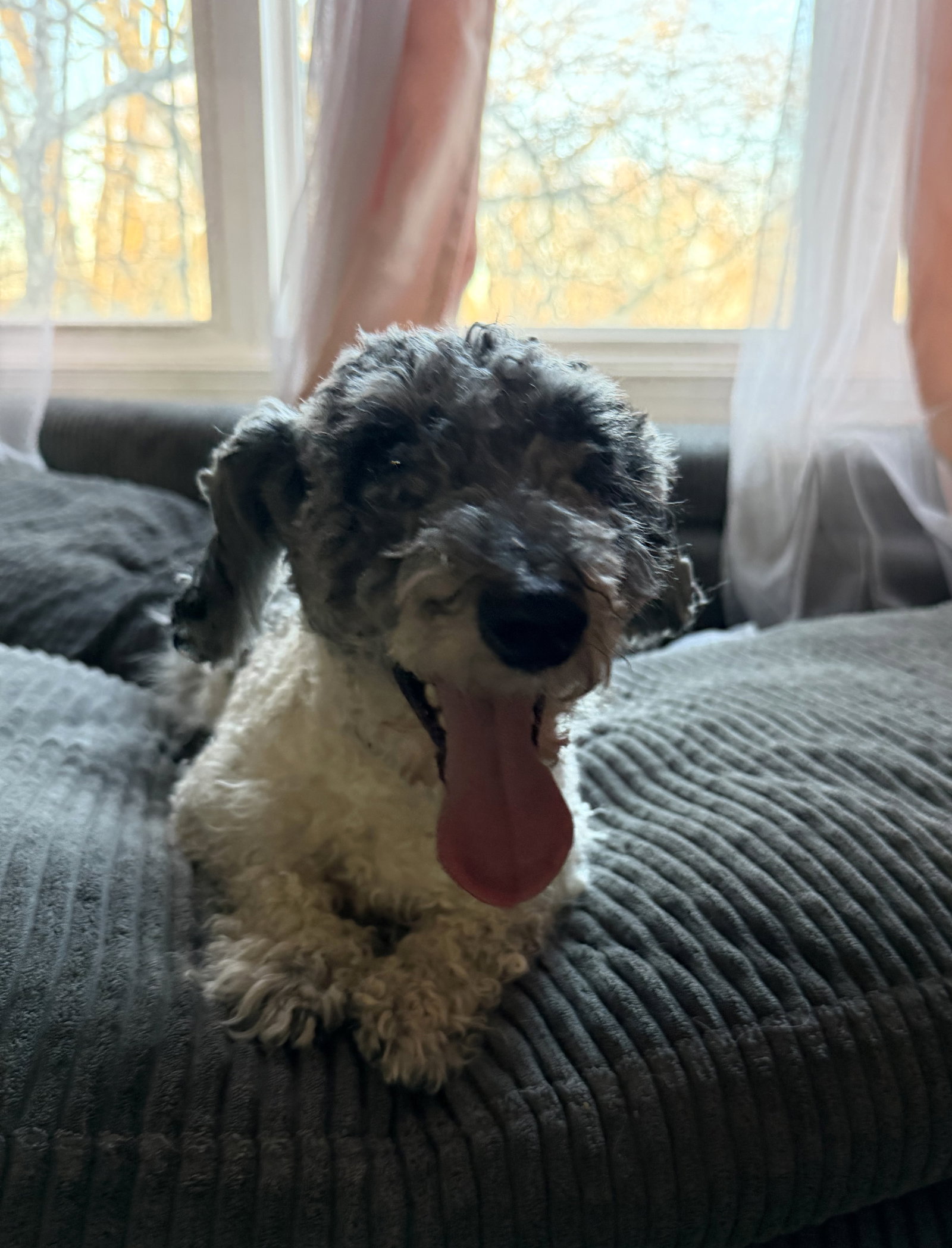 Winston Small Poodle (Miniature) (medium coat) Male