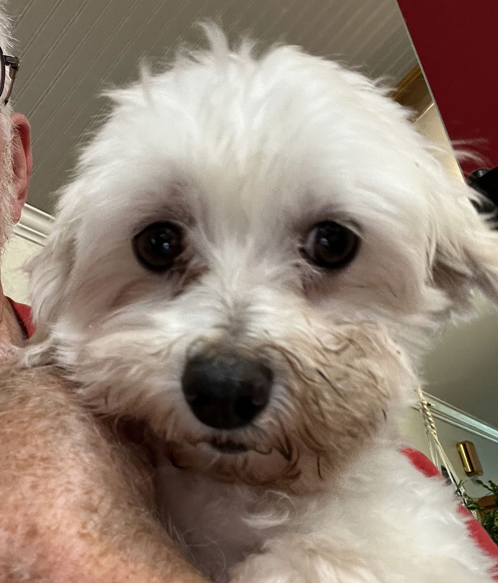 Dexter Small Maltese (medium coat) Male